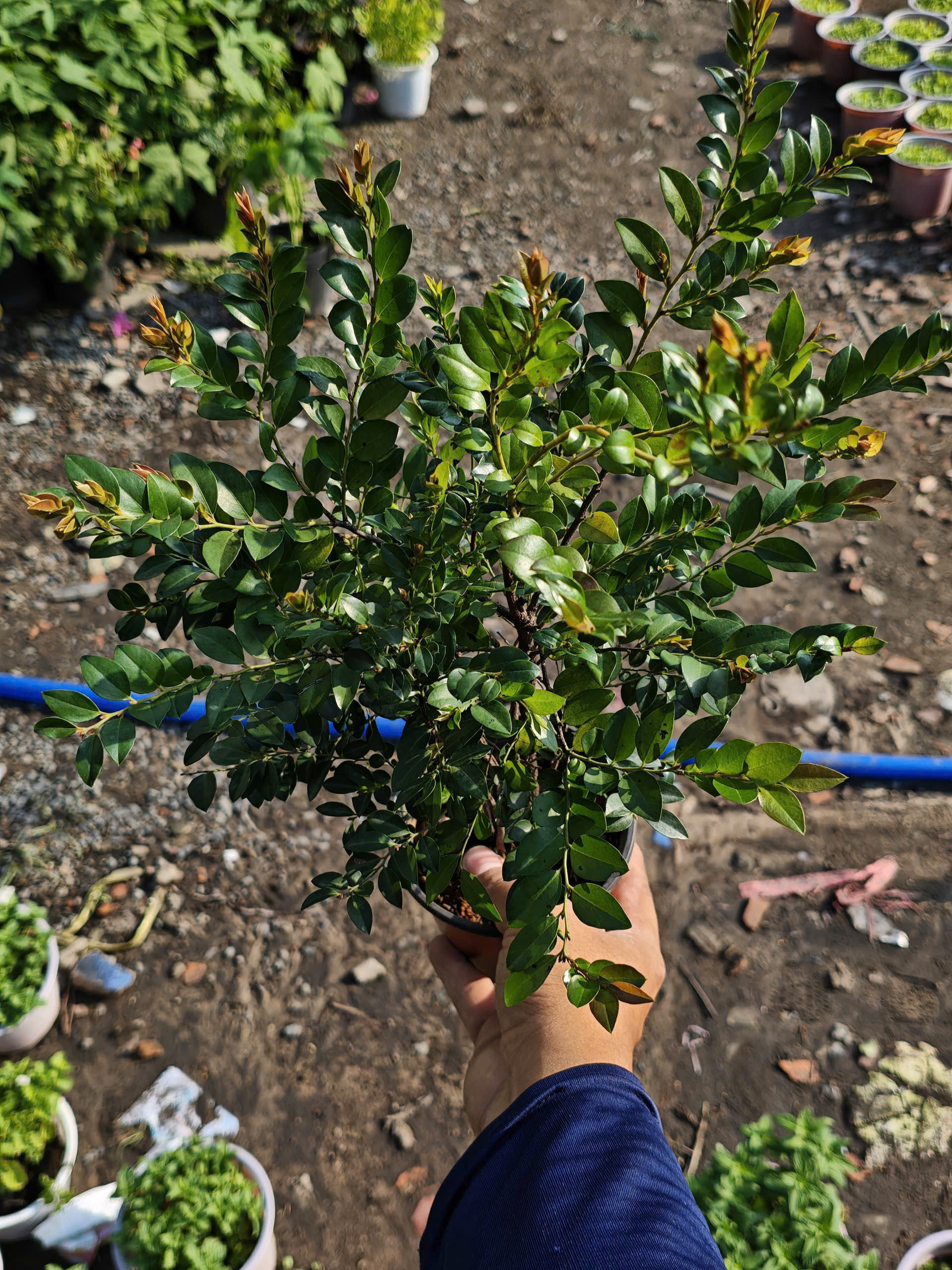 tung-den-quang-ninh-1