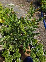 tung-den-quang-ninh-2