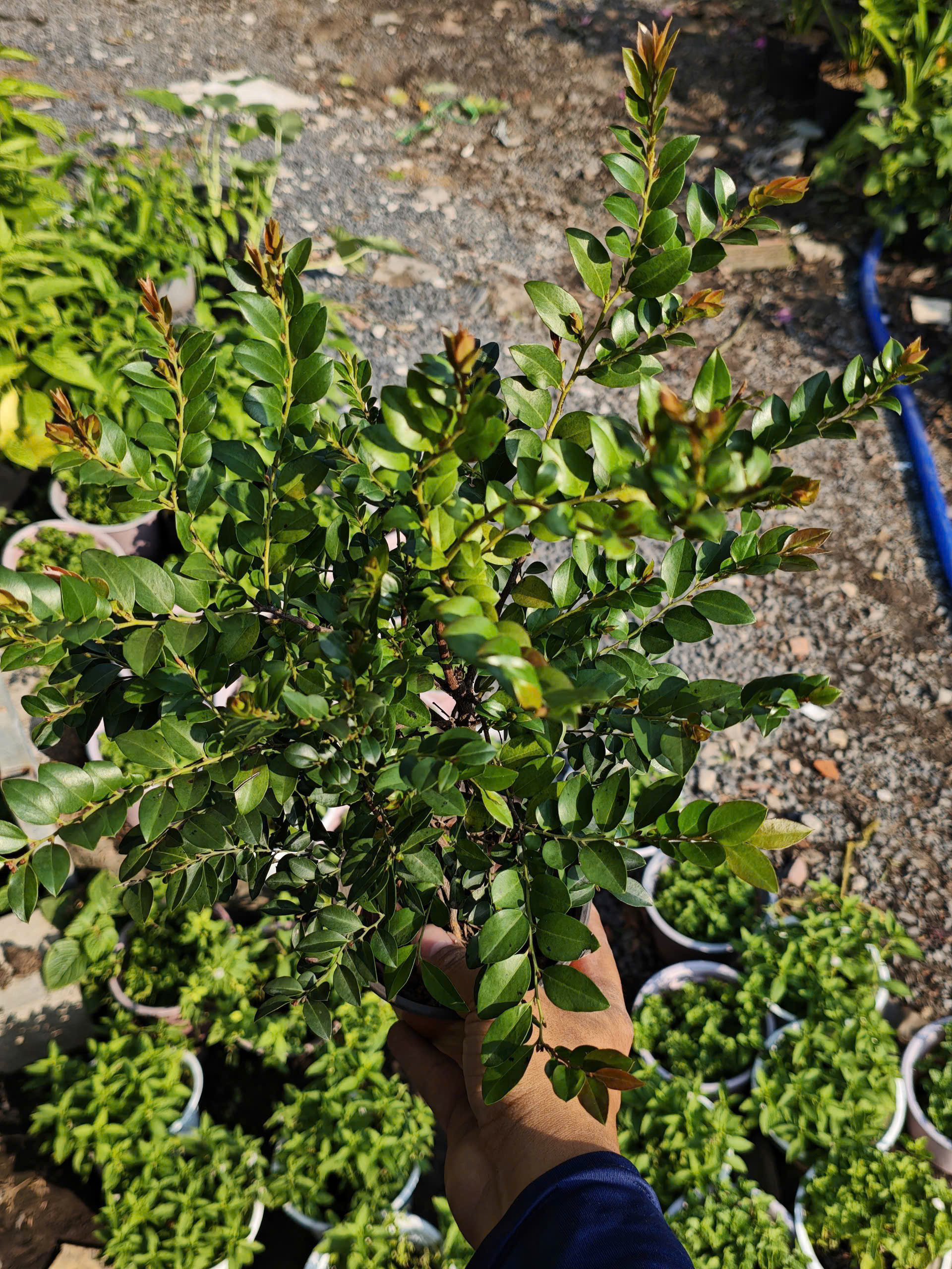 tung-den-quang-ninh-2