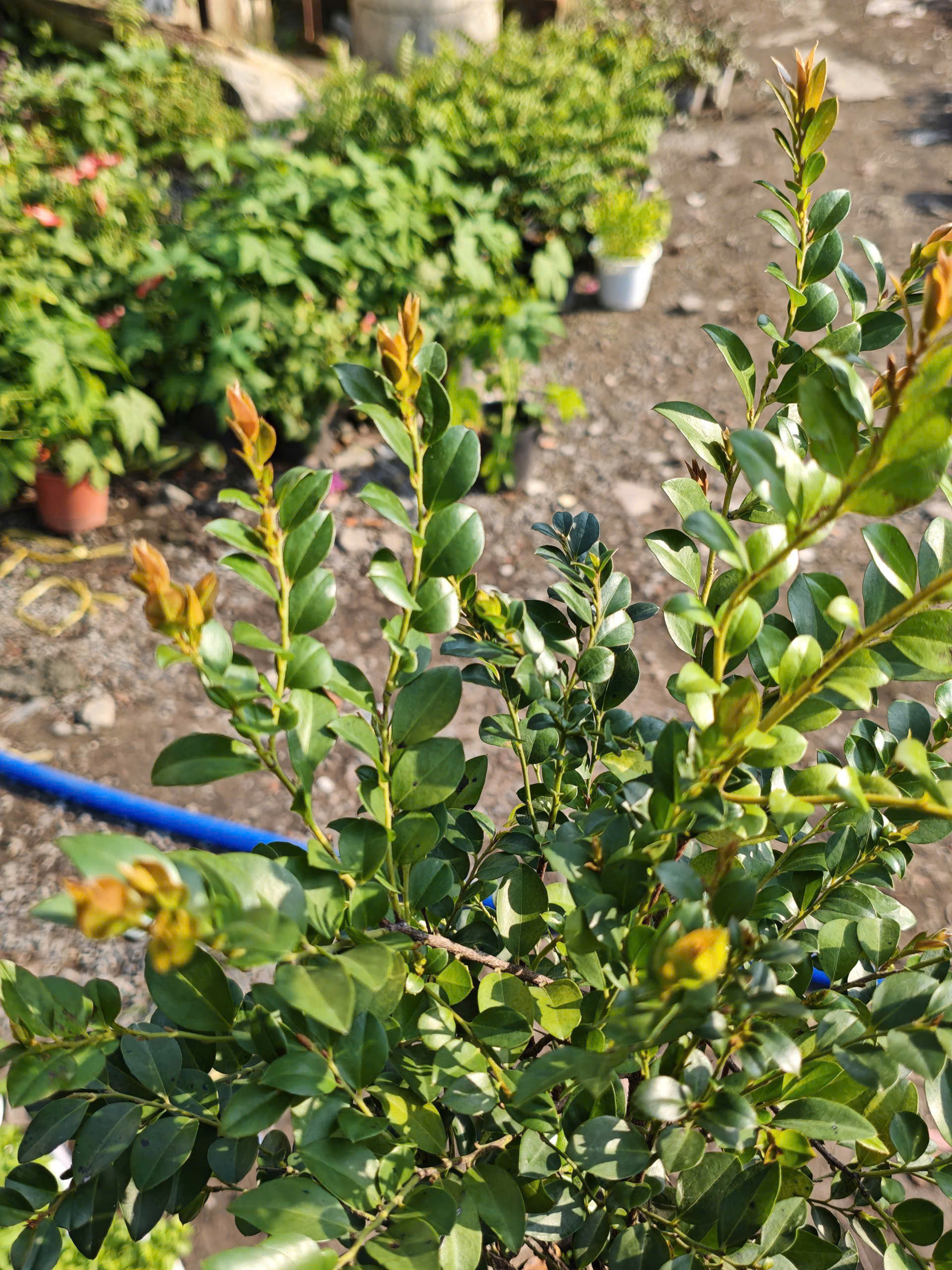 tung-den-quang-ninh-3