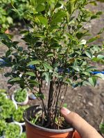 tung-den-quang-ninh-4