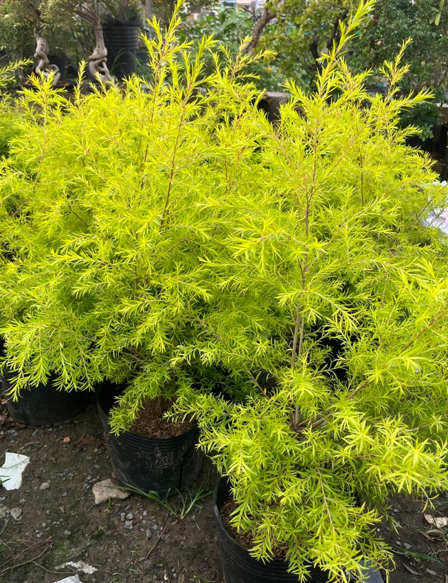 tung-hoang-kim-thuong-2