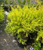 tung-hoang-kim-thuong-4