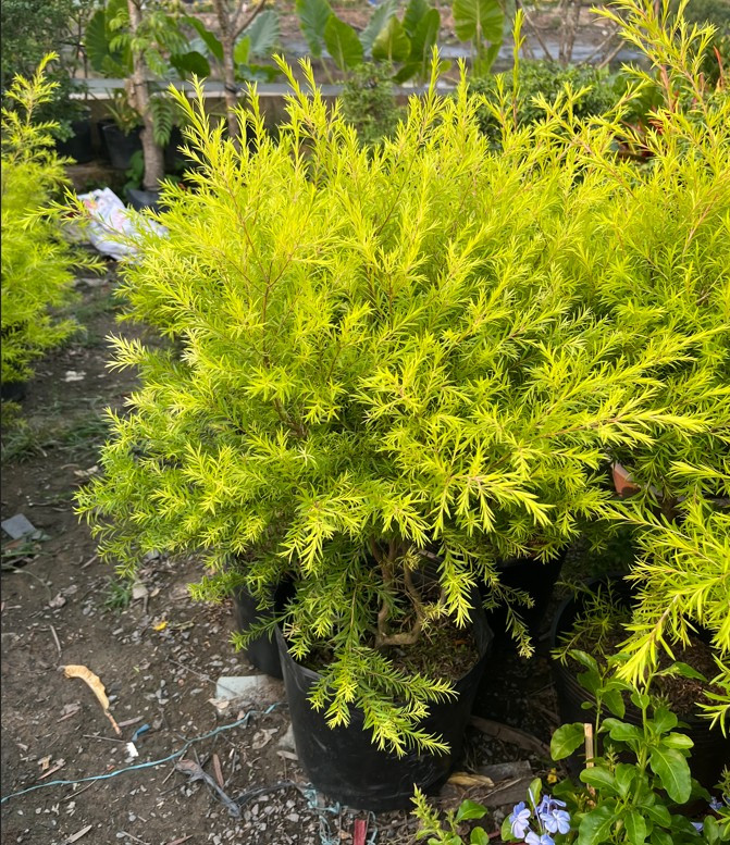 tung-hoang-kim-thuong-4