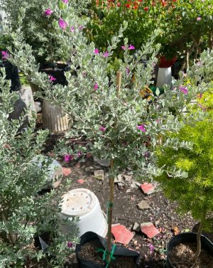 tuyet-son-tree-3