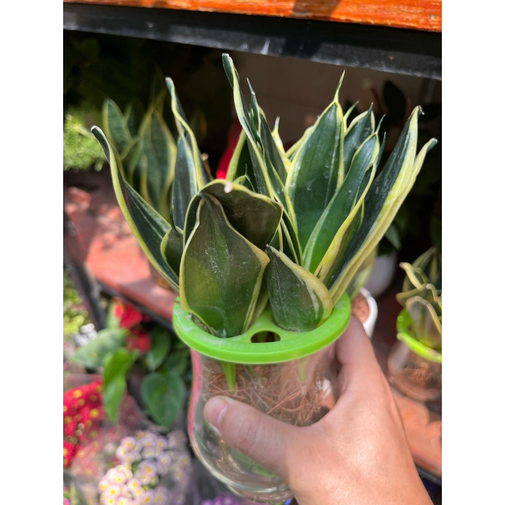 vn-11134207-81ztc-ml0wbj7i7dvk4a