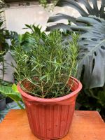 z7392967347246-d572e6fea6d34262994cb7fc51f85bf6