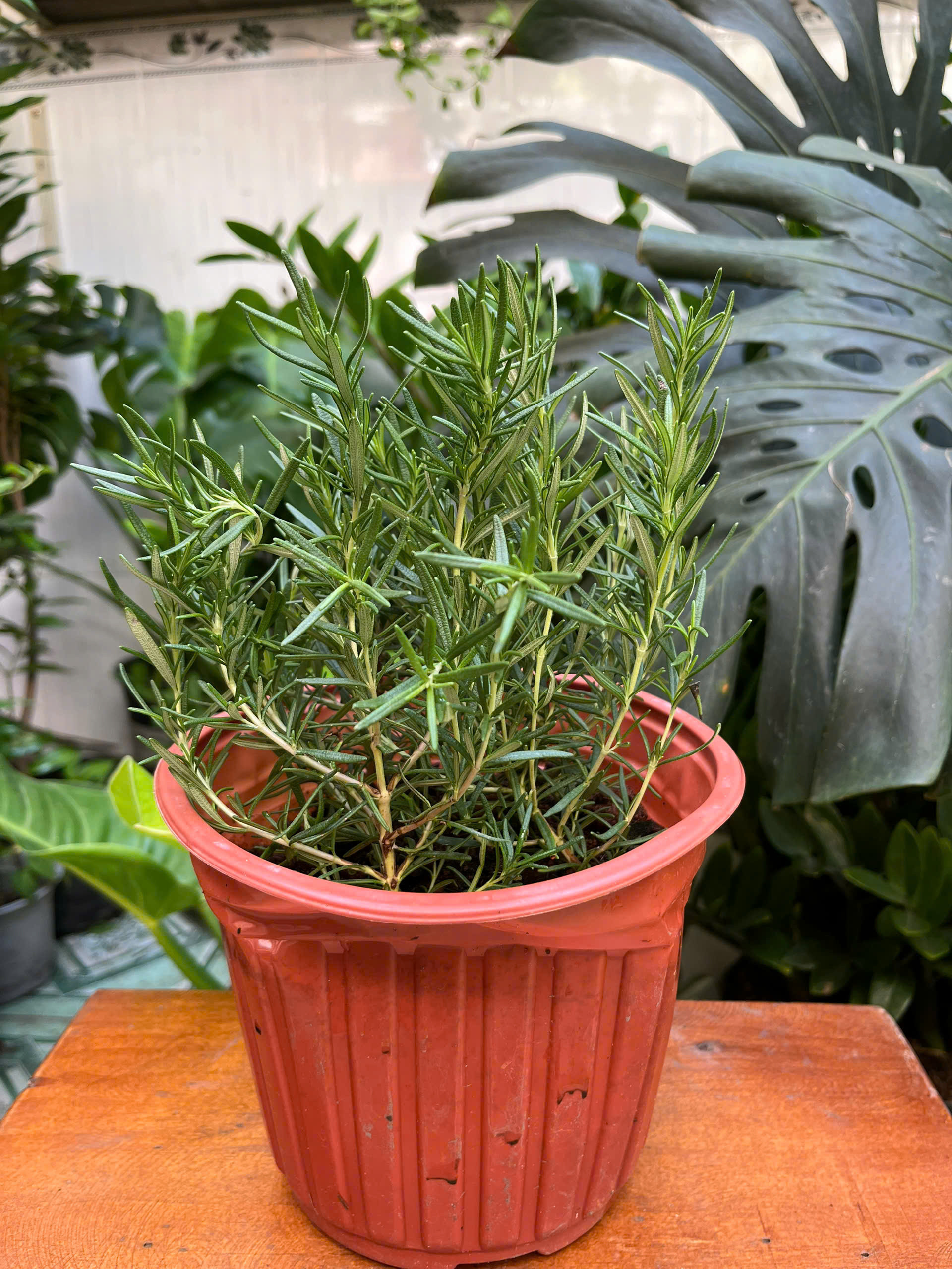 z7392967347246-d572e6fea6d34262994cb7fc51f85bf6