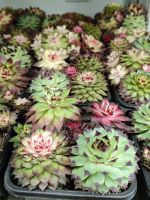 z7520281587881-67a4f434b6ccda094b73774bfc5ccf28