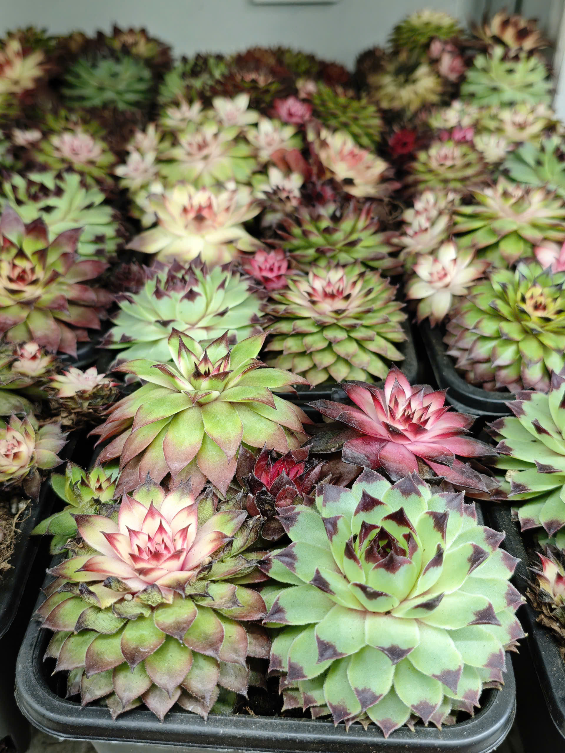 z7520281587881-67a4f434b6ccda094b73774bfc5ccf28