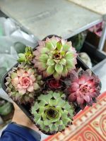 z7520281703355-23655172fb4d28b415b20e9d0bca81a0