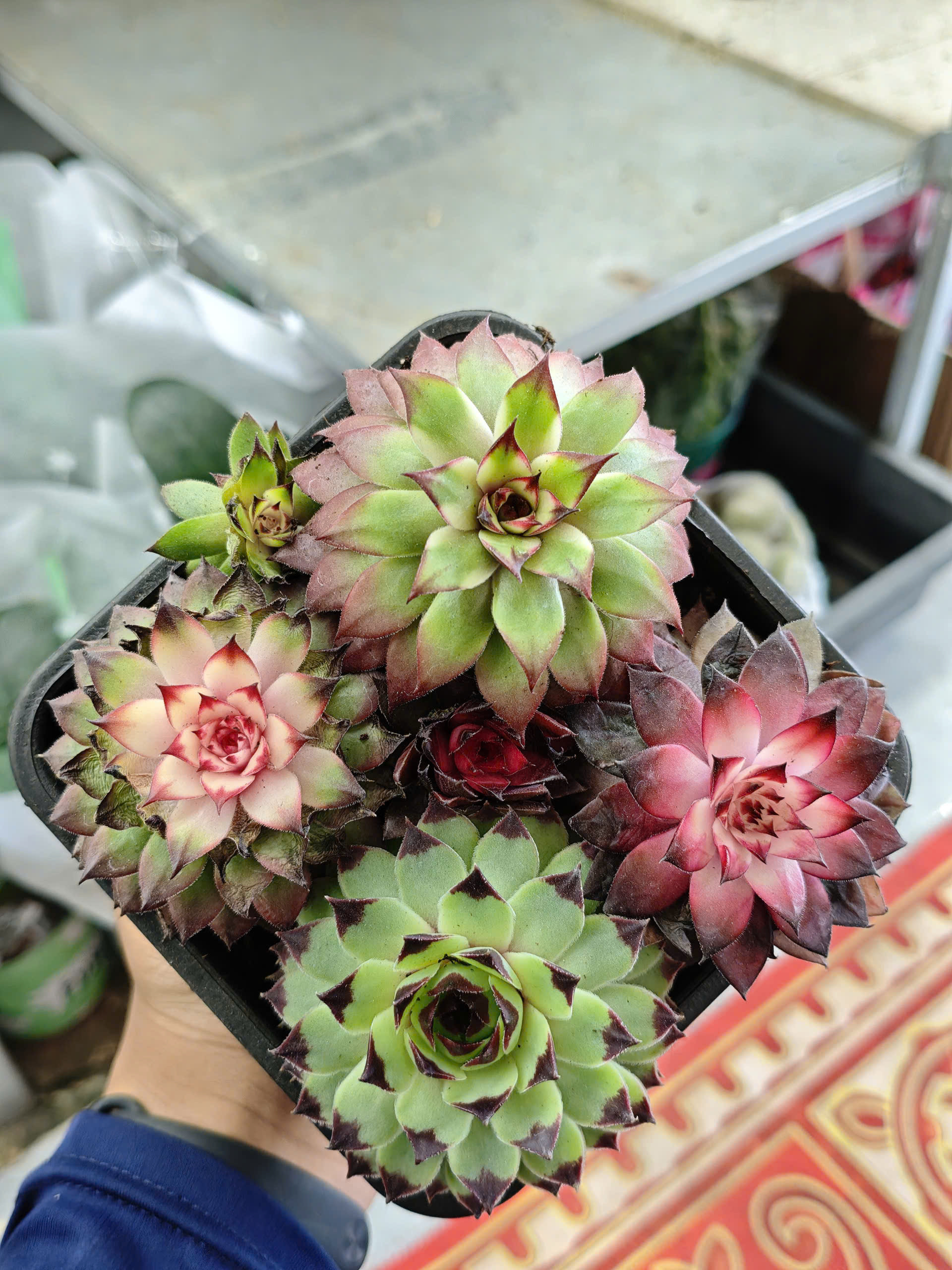 z7520281703355-23655172fb4d28b415b20e9d0bca81a0