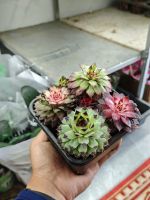 z7520281751434-6de7fad1c01fb6ca5c8249654c70ef8f