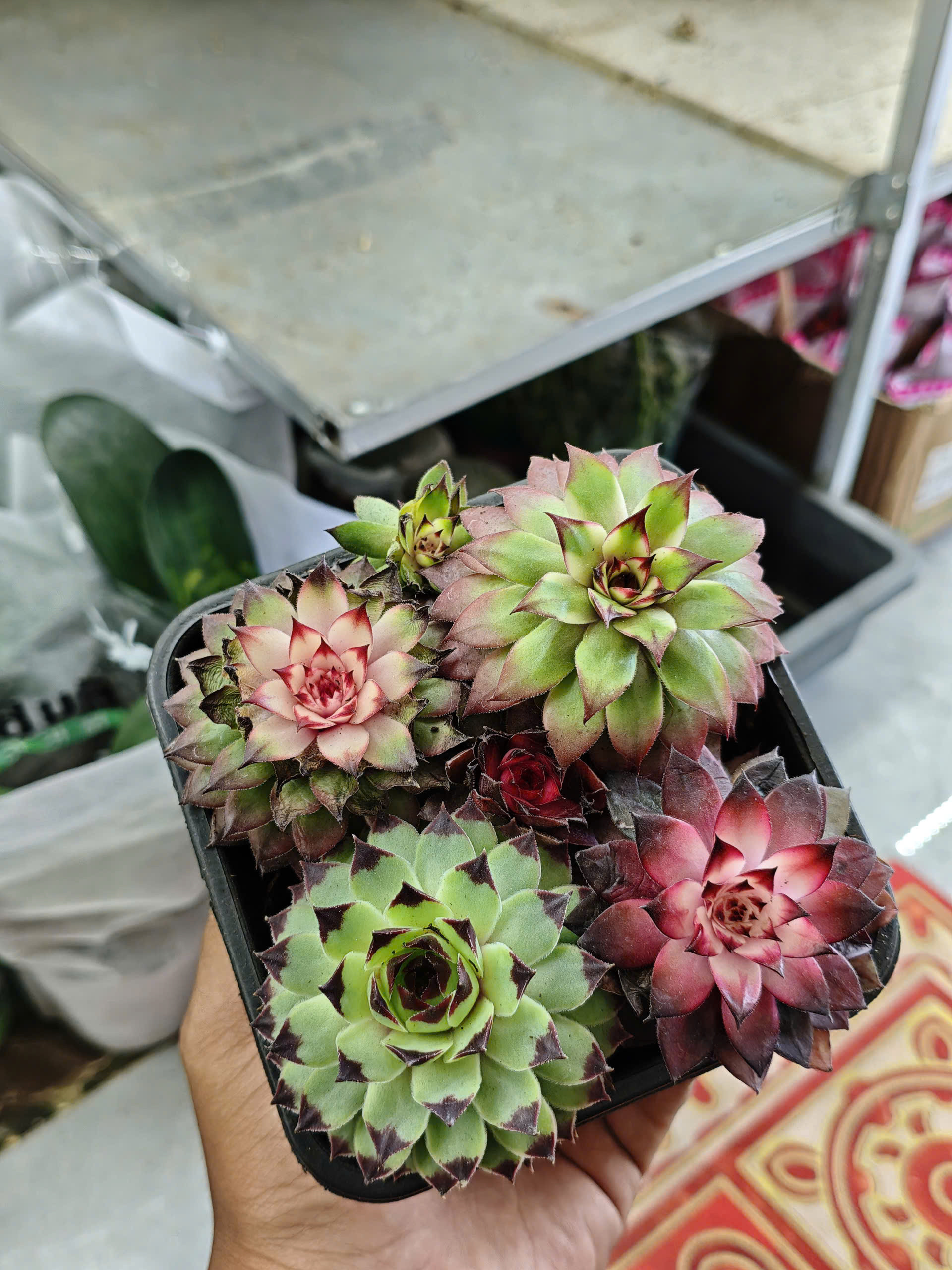 z7520281755146-336b0b7159c88dde419aa7aa4abbad6e