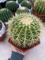 z7524827961853-82b6ca028b8a81ccfde095cc2de3ec93