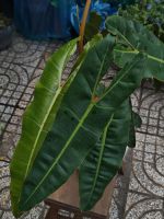 z7581777174726-c737012672a88f5f84527c041d3187d5