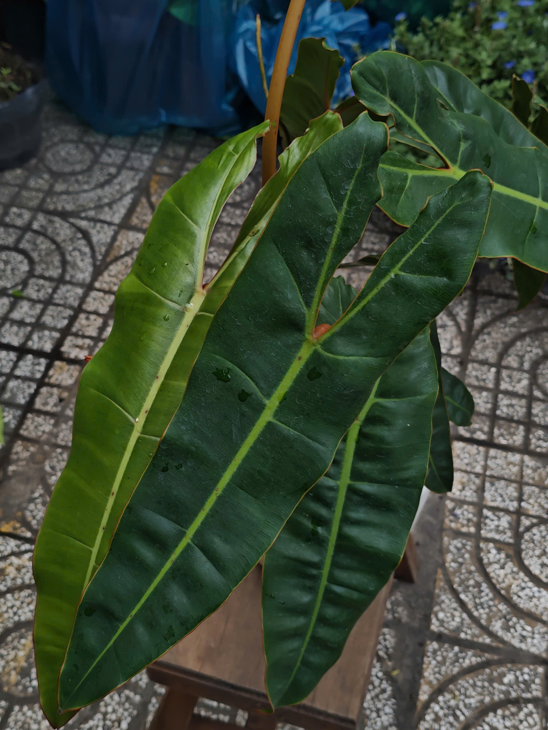 z7581777174726-c737012672a88f5f84527c041d3187d5