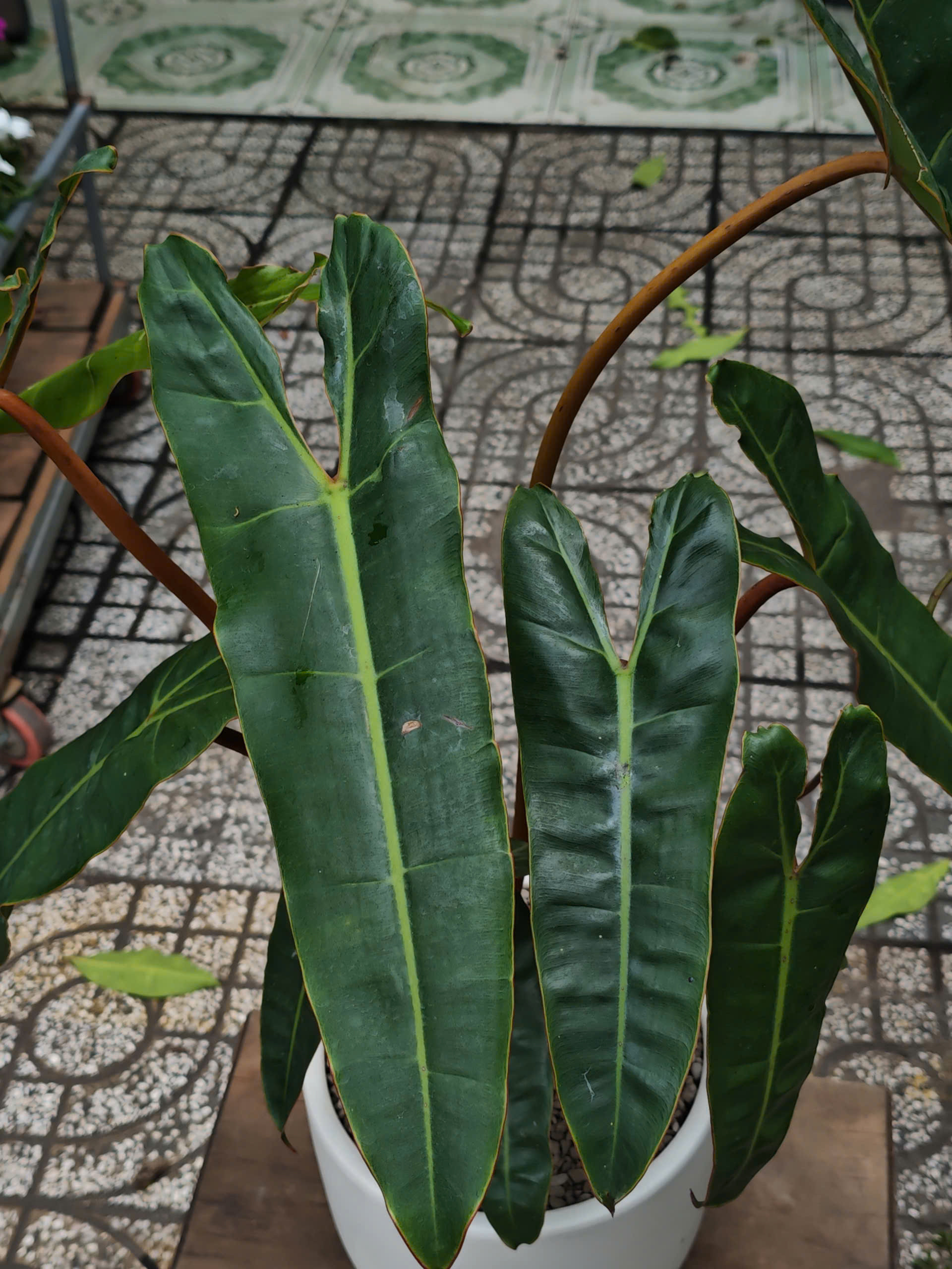 z7581777204511-0a2dd795a462ea59c3316202126e8bb5