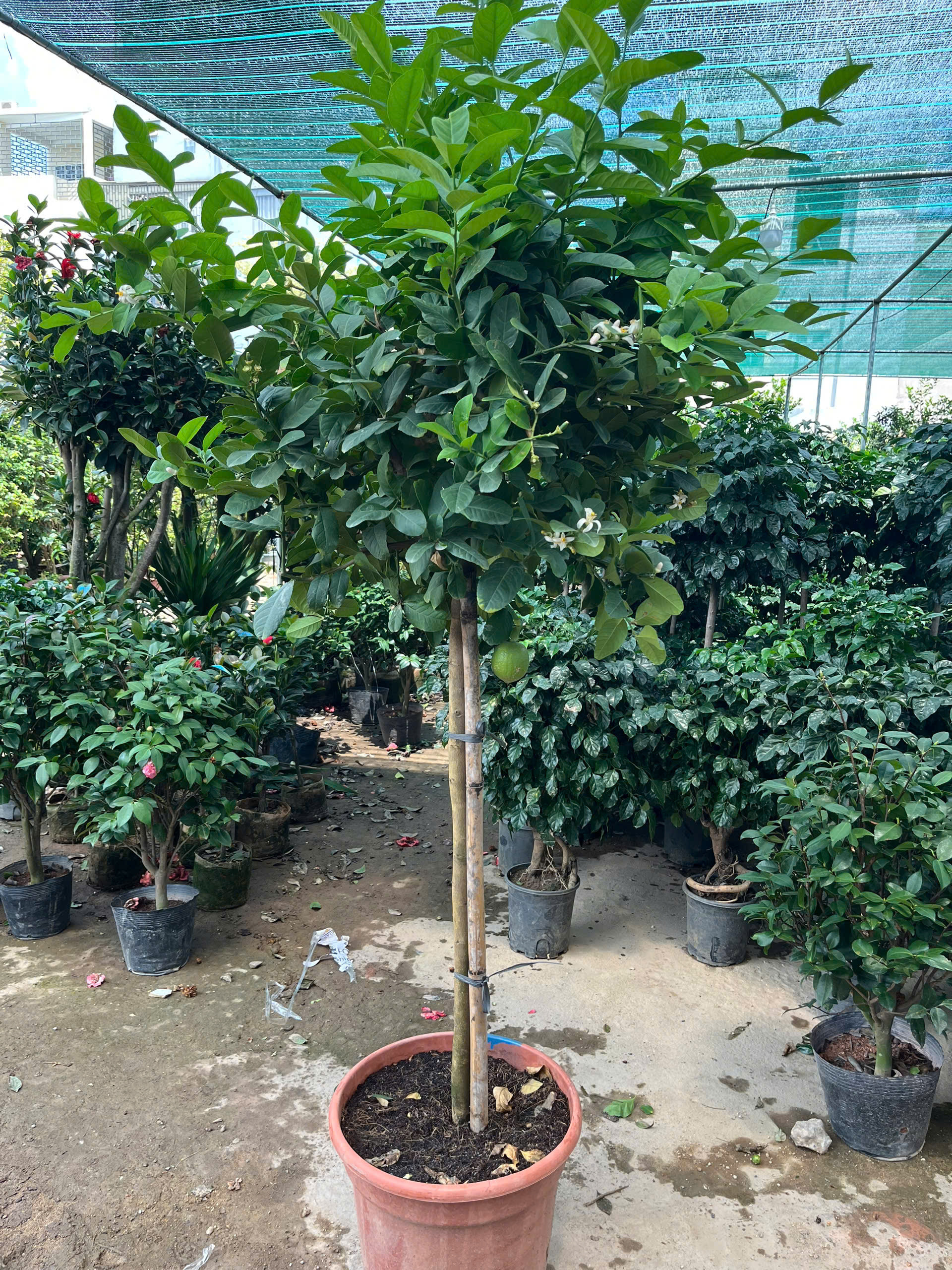 z7591937972150-4d337a0fae8c1a33e9c9352d373a0b07