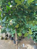 z7591937985016-0a98007795797a0468bf32908d892ad0