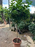 z7591938005378-890be596c3af0654ffac55b9c62fa80a