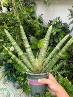 z7592005677162-1f54bbfb2d4a49ac9b66599a1b4022e1