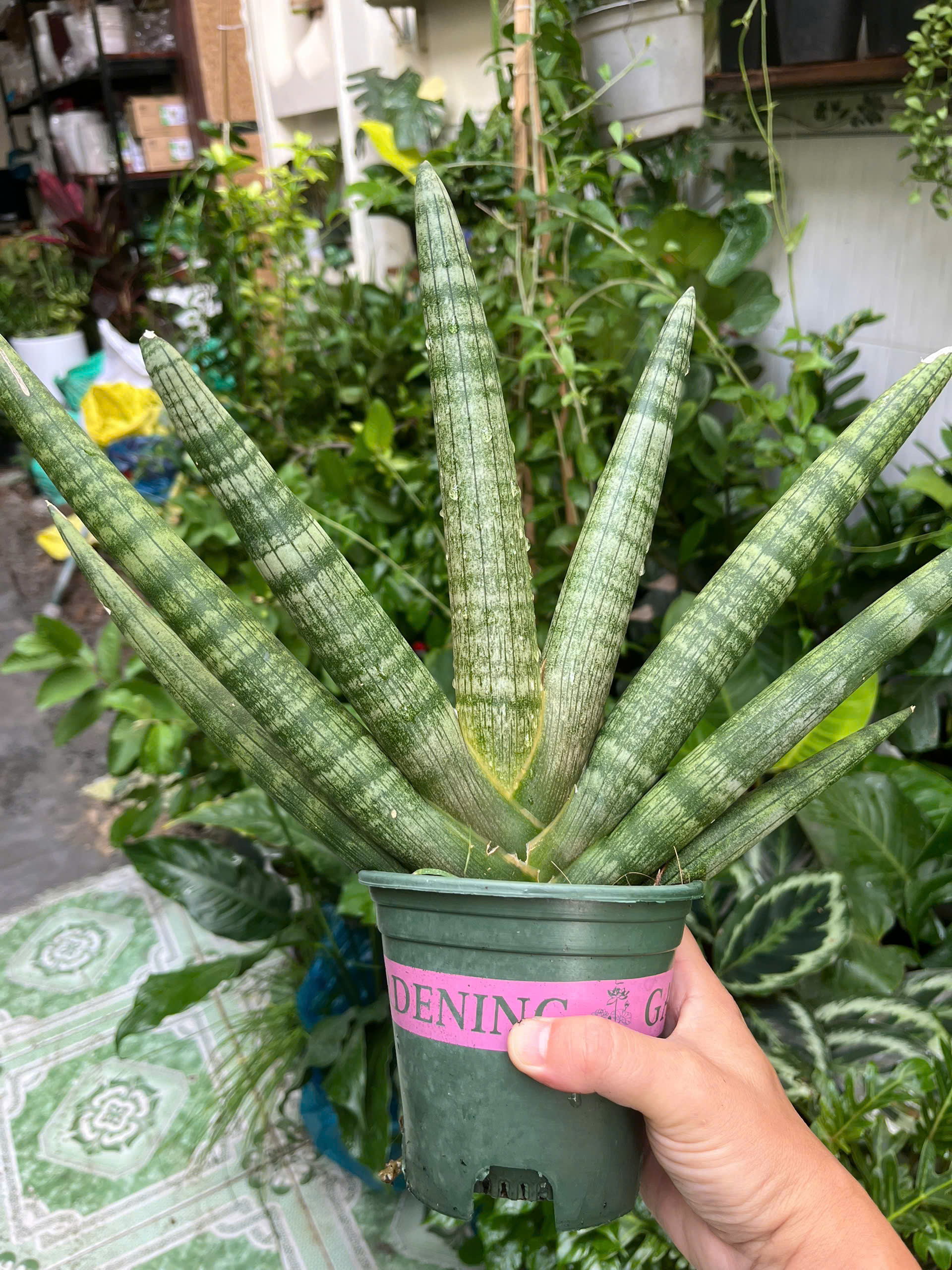 z7592005685262-14e8ab06f34366bfe0845c6227718cda