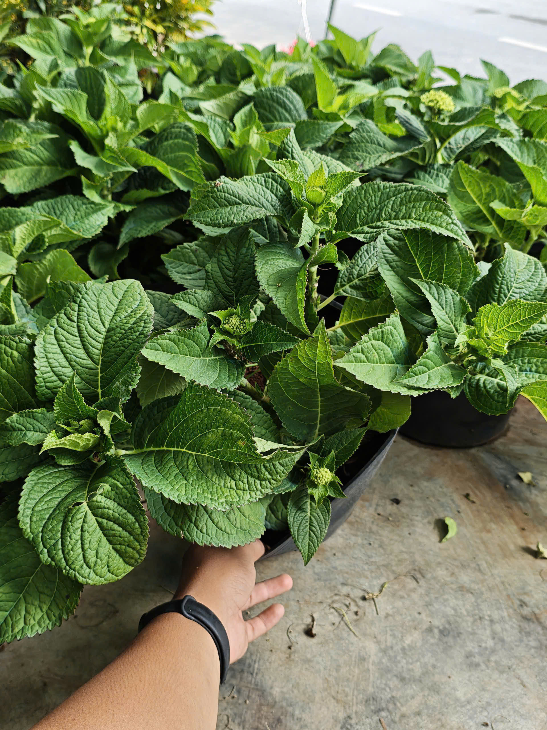 z7641136113977-f29fd9dbb1134b64cc880e763054b86e