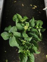 z7641136129497-1cf34037d1555a2198a30009cf83d5ce