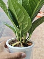 z7641478313590-42219bea2a1b774c1a340c277c85b1e9