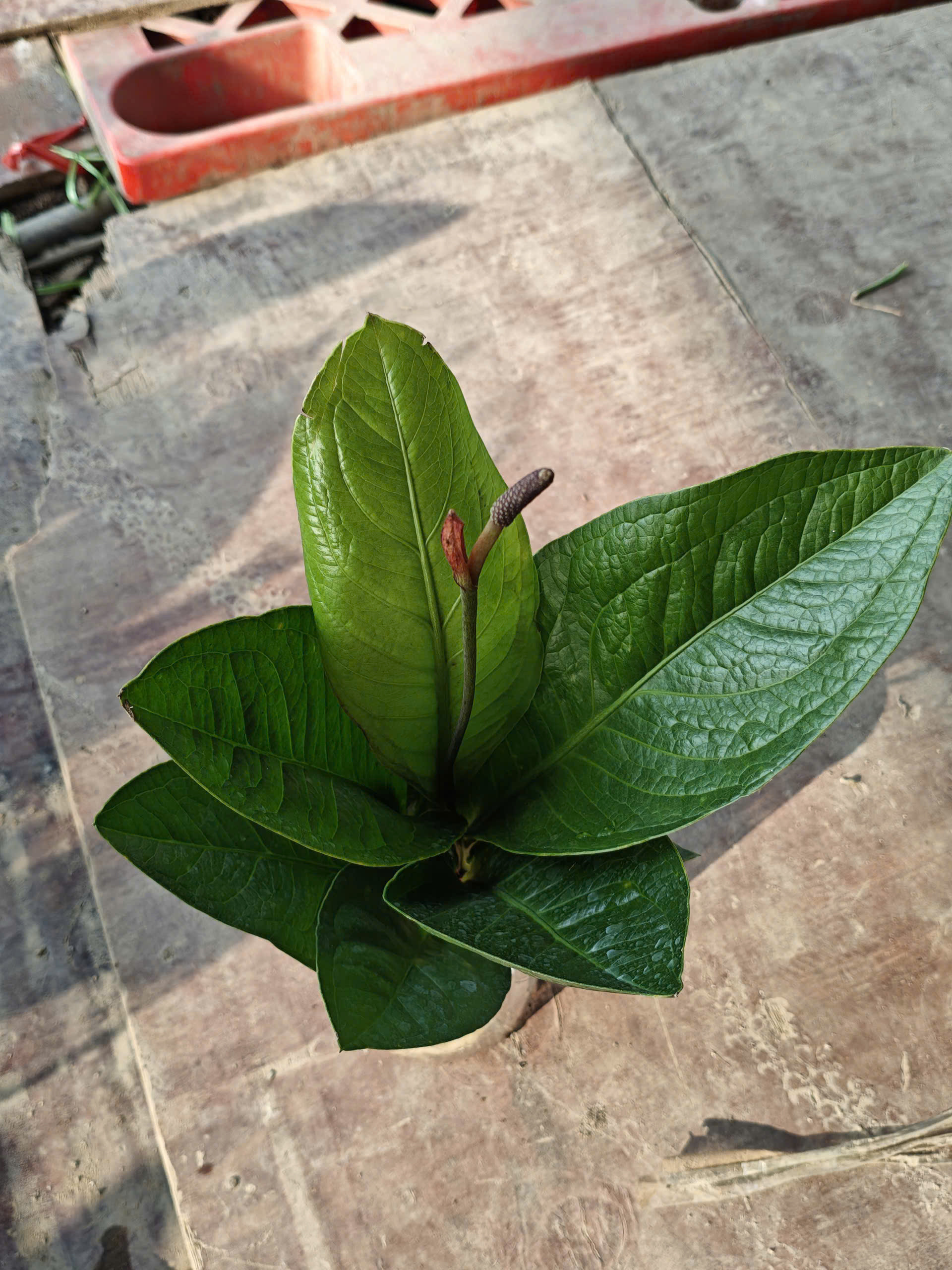 z7641478320056-c8dacaa26fad5403f12a18c3ab69176e