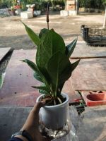 z7641478325147-257a2a68aa60544a9fb5e1b48fd480a9