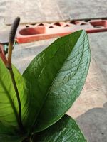 z7641478328485-ed34ed79092cdb1f60f2abd7f6bd7bc1