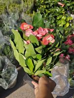 z7641504906546-d587661021cf854dadde1b7309be55e7