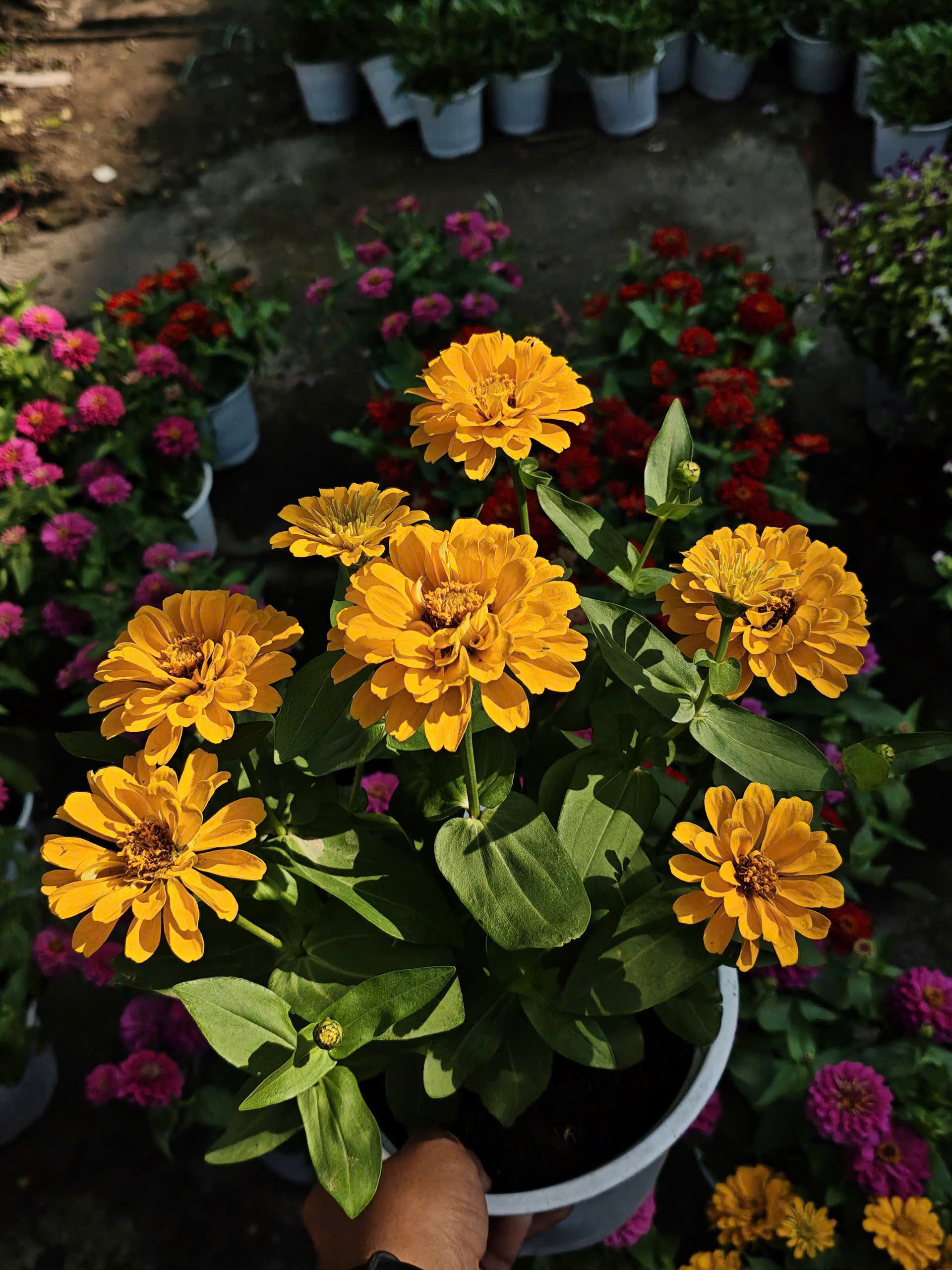 z7641511269881-e98a1d29d1c5b54081e584e96a7c8c38