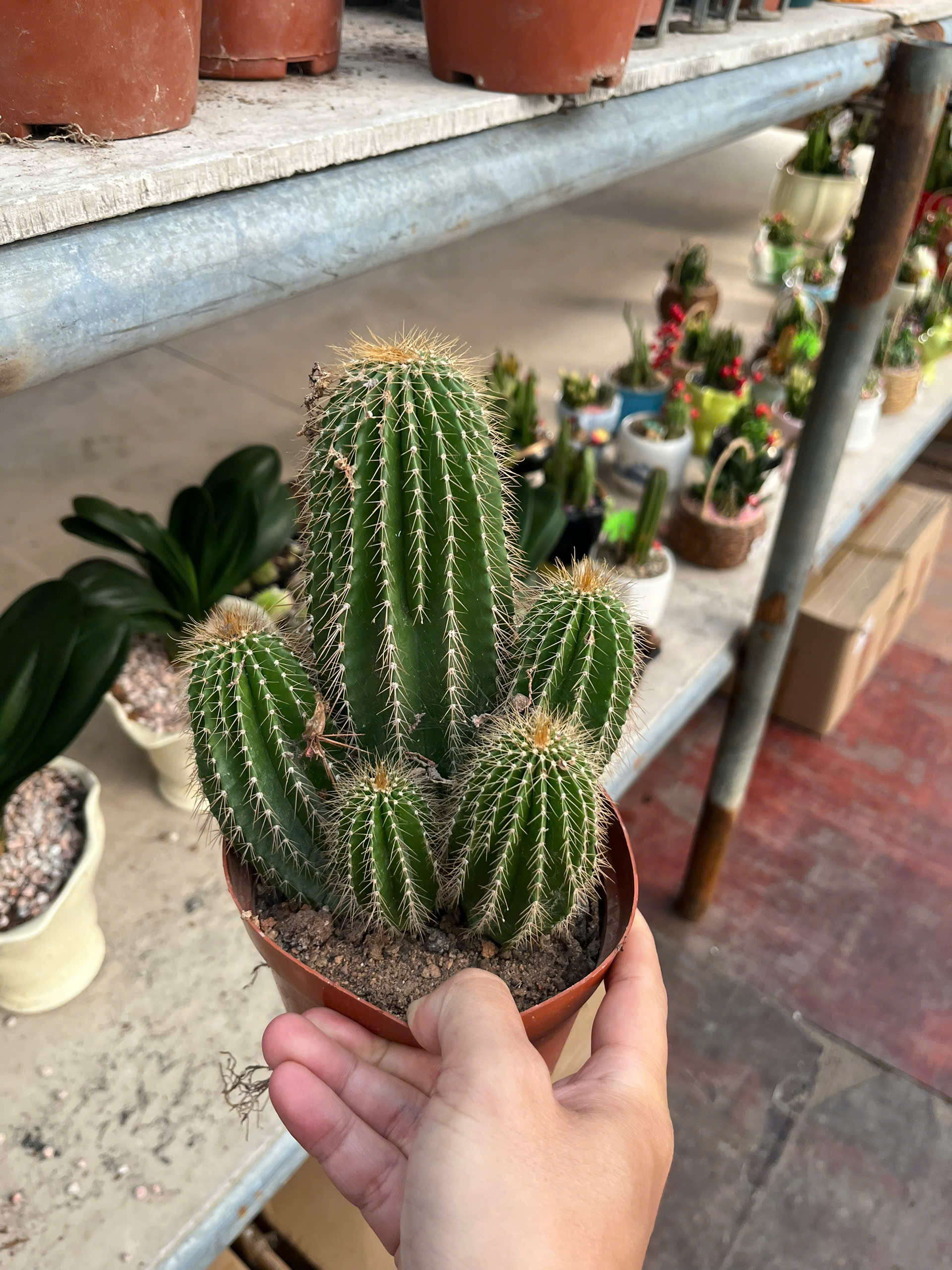 z7641512666758-dc9937b28a0e722f295b14eae0c100aa