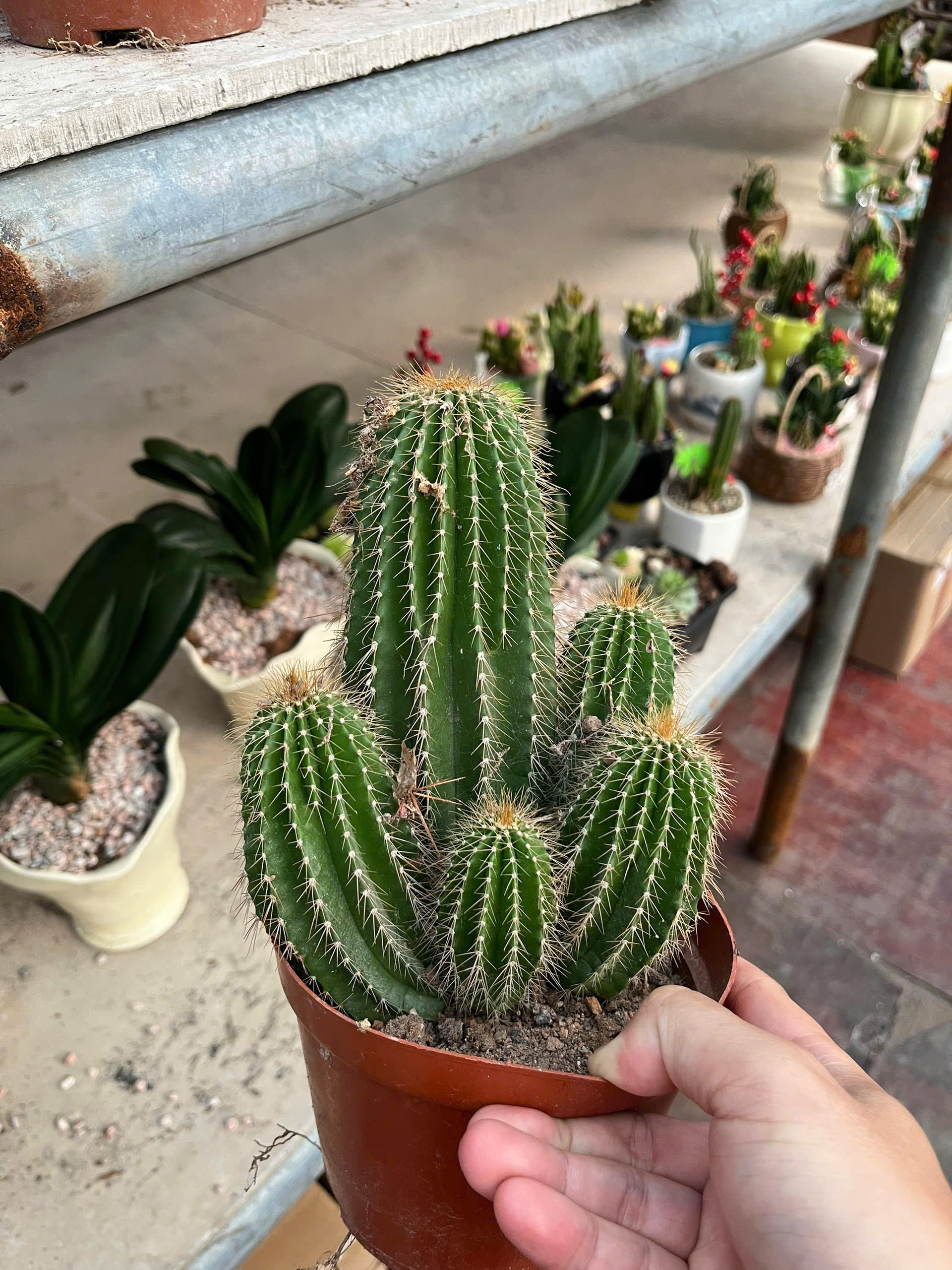 z7641512670210-df94612eabc408106757f0a012c59acc