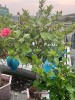 z7644470836692-2f0ee2f7ffac4ff772e2afb77f20d9dd