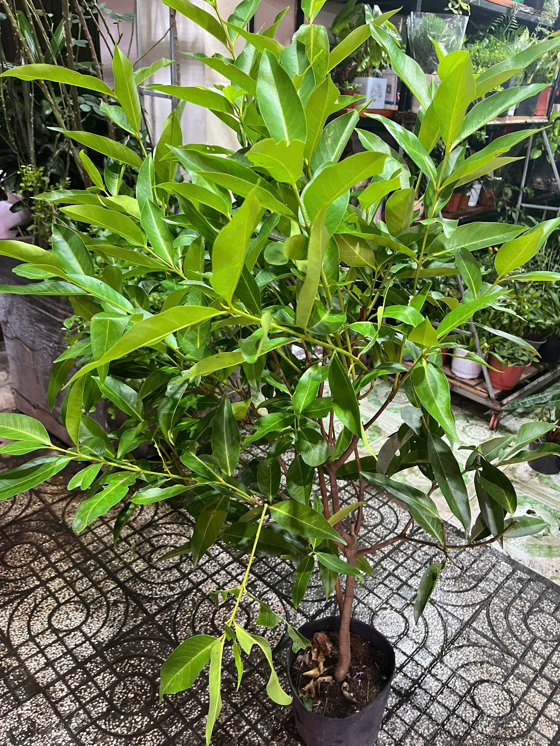 z7644522363109-7c7986b3f82d27de76d404afae795d8f