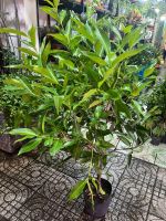 z7644522370472-3e10c0f0053b97366f4e26c6bfcb510c