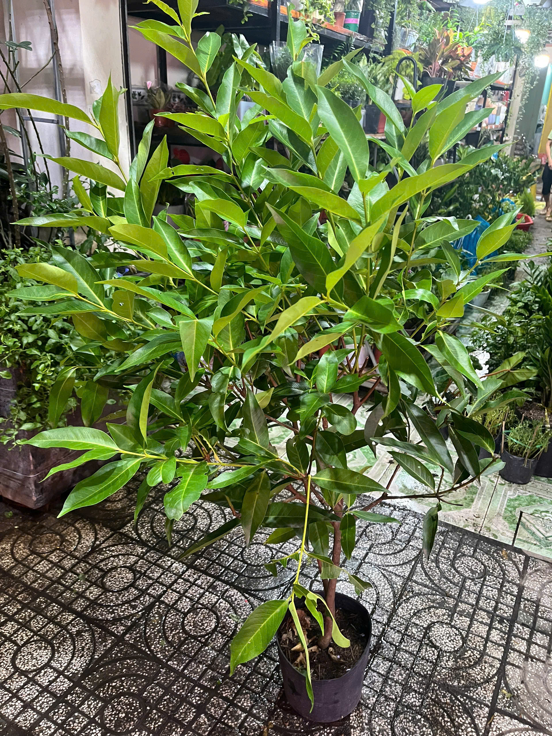 z7644522370472-3e10c0f0053b97366f4e26c6bfcb510c