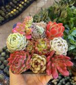 z7644578016147-9a804d67515ca9bce42b3c903ad6f2da