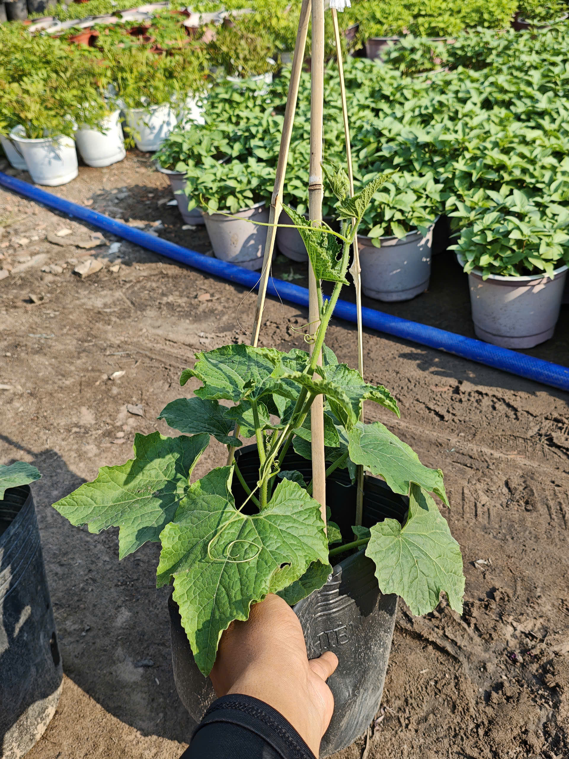 z7653176760914-890007b6e74995feff8f3ce778f72472