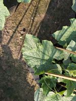 z7653176767232-fcd2d7352e693c9caa81ccff3622dcfa