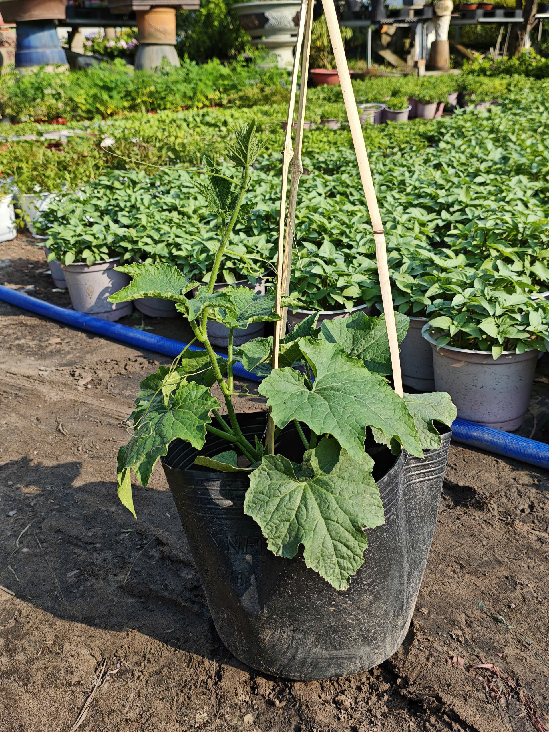 z7653176779760-4e05efdaeb83c4b068815ad8ae112fc0