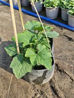 z7653176793399-5b2b978fa599875a77f8cc108e019399