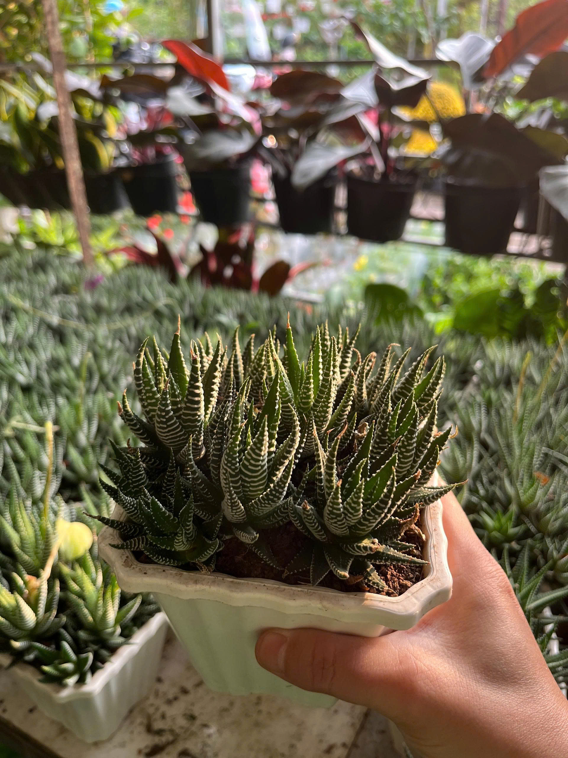 z7675627863264-e0ae0d09bfacf3195bd9d728813deecc