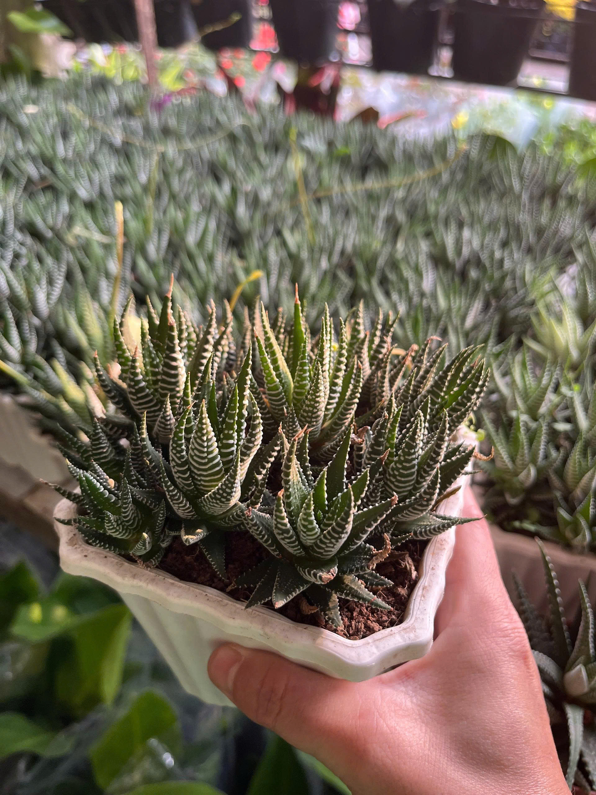 z7675627863348-20ddc6a8d5df063a1fcce53764bc3dc7