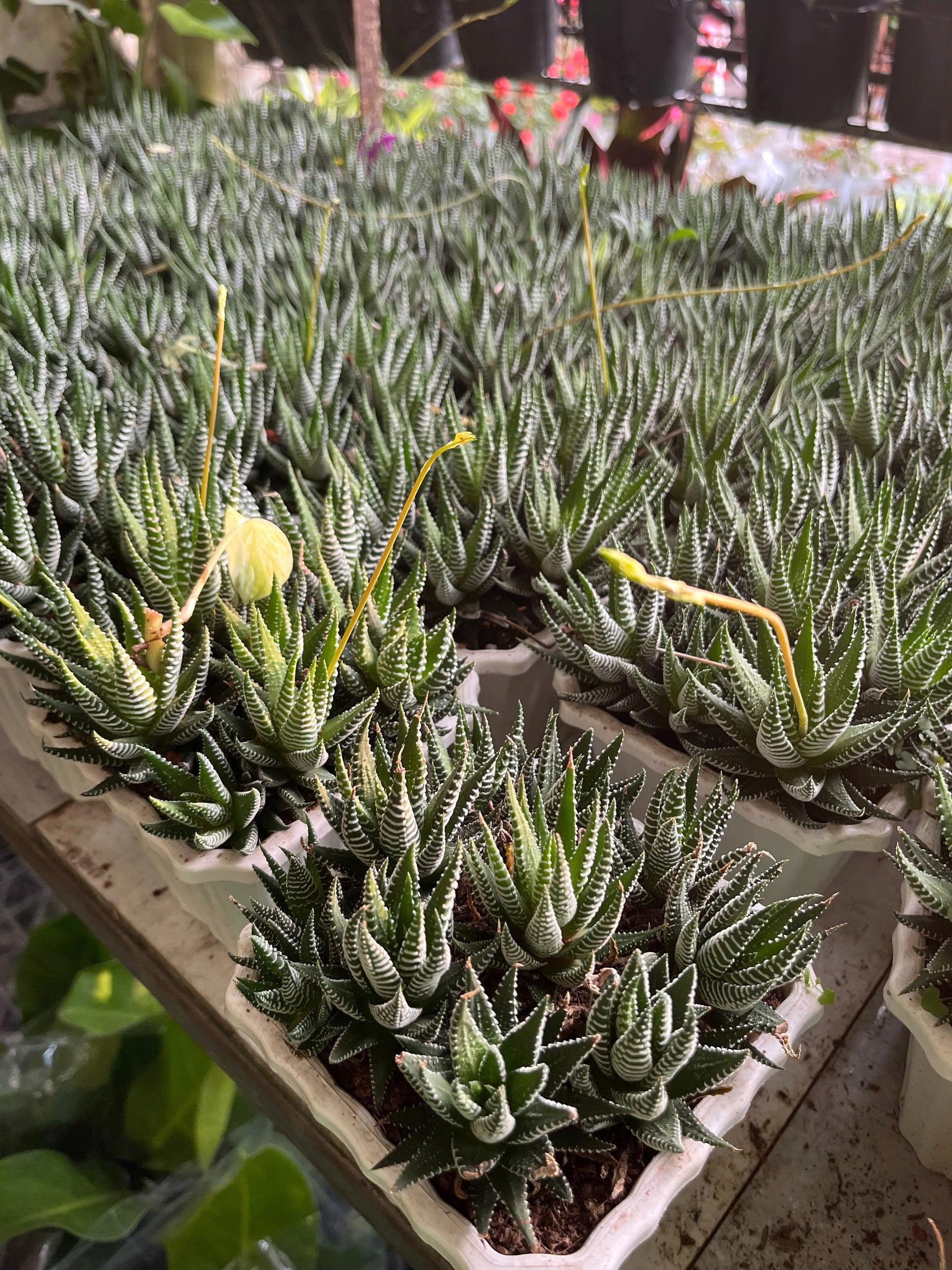 z7675627916115-28c4d06c25f68aca3f8cc9cbf9d8a22e