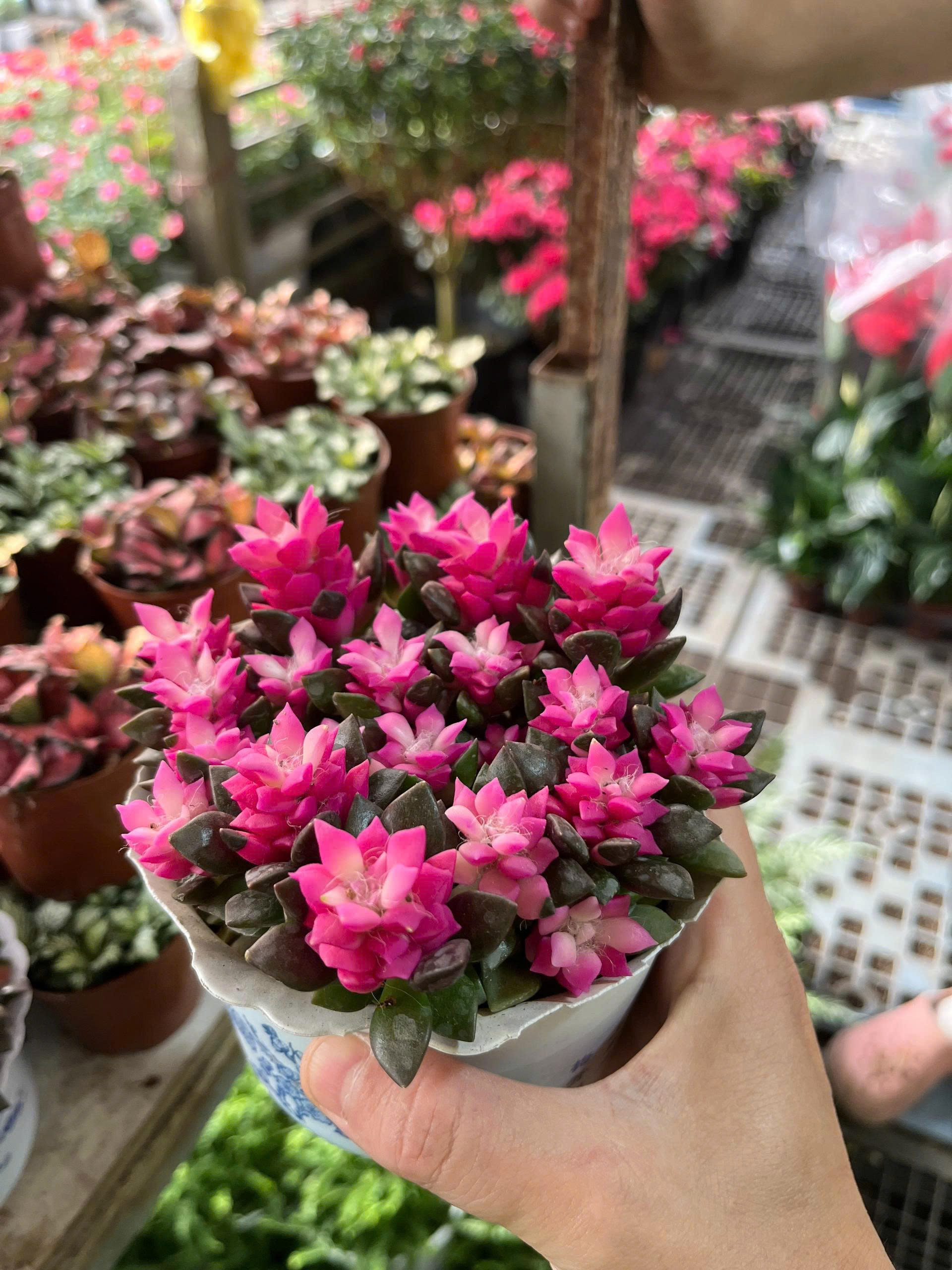 z7675647051075-1525bf43631c8a55ed2476c88d20f1bc